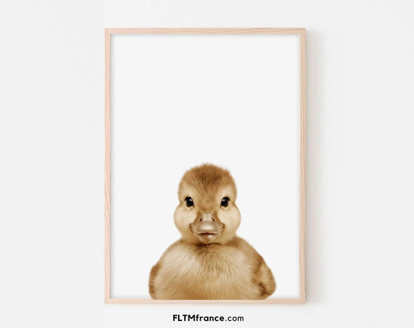 Affiche bébé canard - Caneton