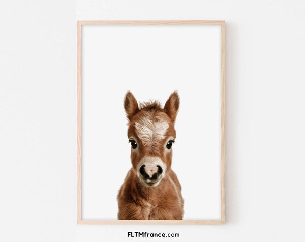 Affiche bébé cheval - Poulain