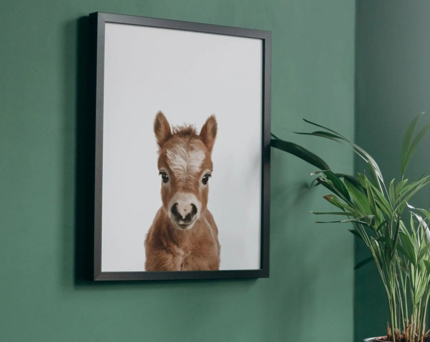 Affiche bébé cheval - Poulain FLTMfrance