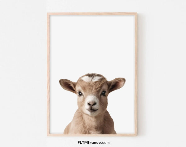 Affiche bébé chèvre - Chevreau
