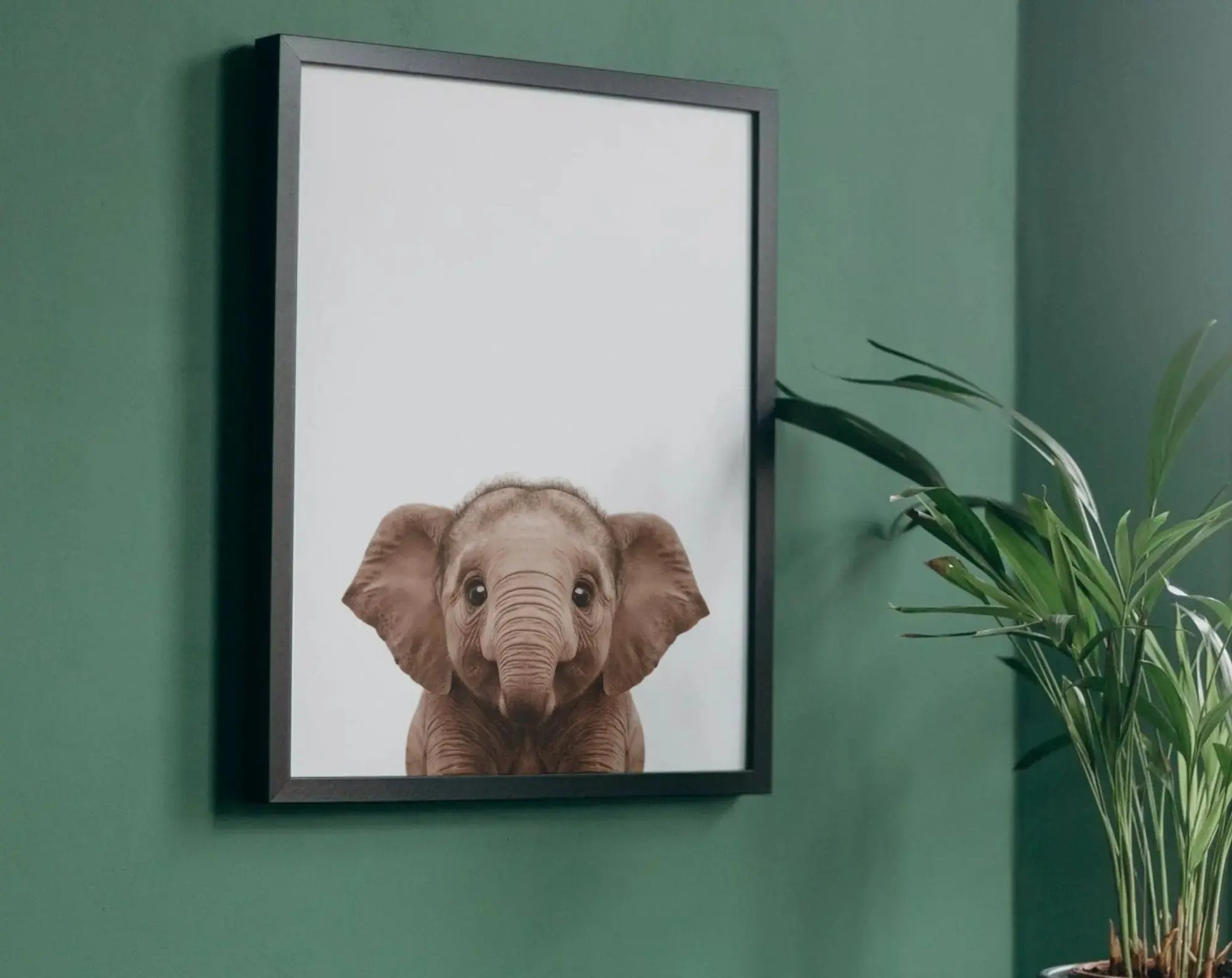 Affiche bébé éléphant - Éléphanteau FLTMfrance