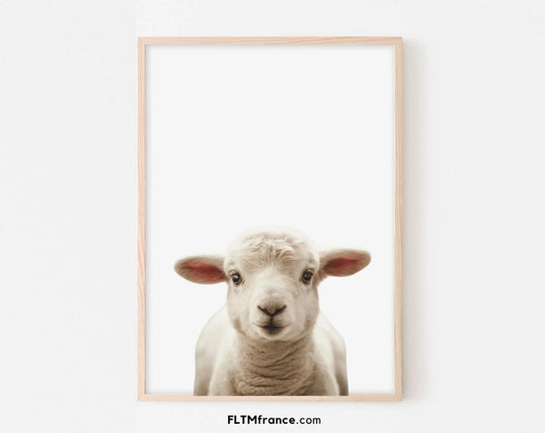 Affiche bébé mouton - Agneau