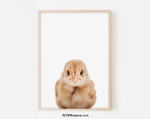 Affiche bébé poule - Poussin