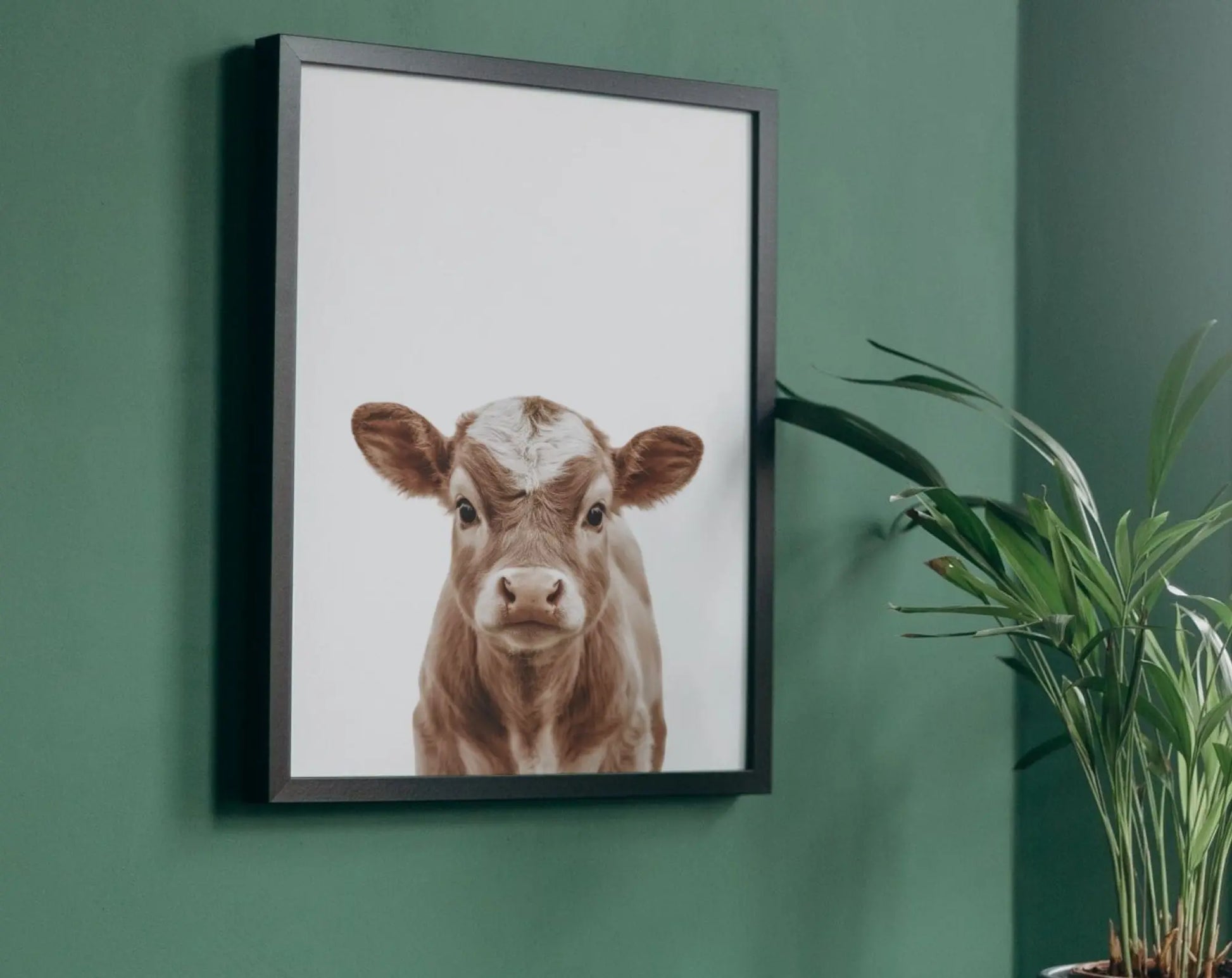 Affiche bébé vache - Veau FLTMfrance