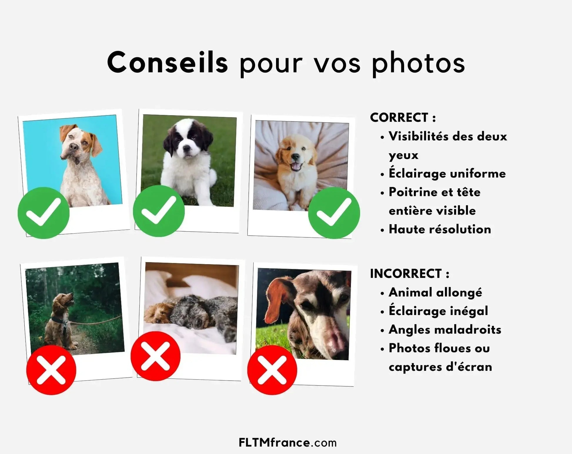 Portrait animal de compagnie - Affiche personnalisée FLTMfrance