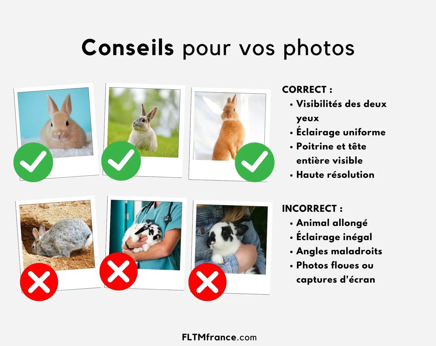 Portrait de lapin personnalisé - Affiche animaux de compagnie FLTMfrance